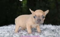 Female Frenchton Pup - Poppy