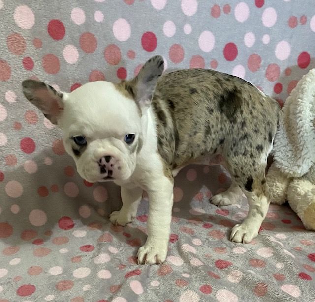 Female Frenchton Pup - Sapphire