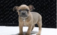 Male Frenchton Pup - Dale