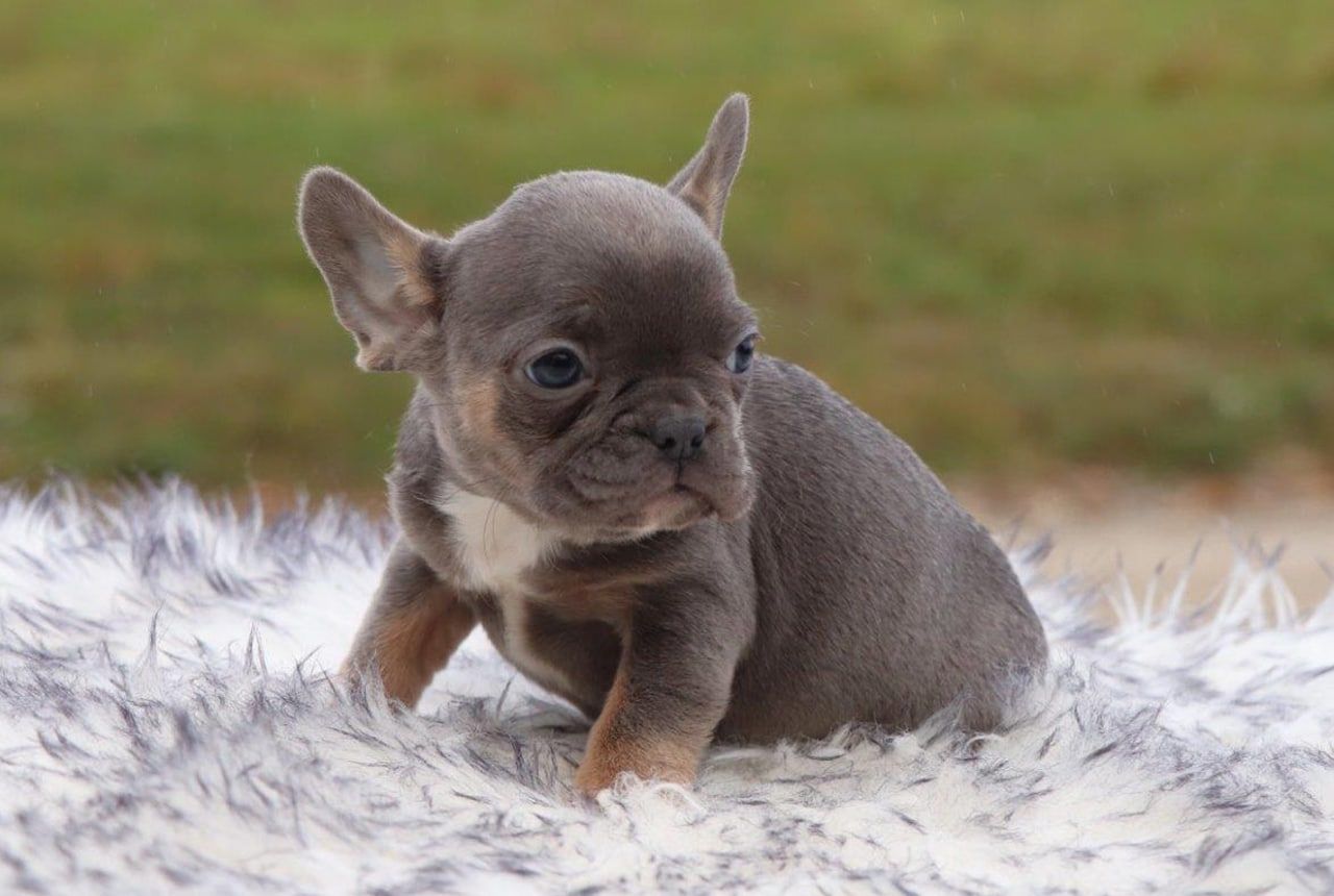 Female Frenchton Pup - Gigi