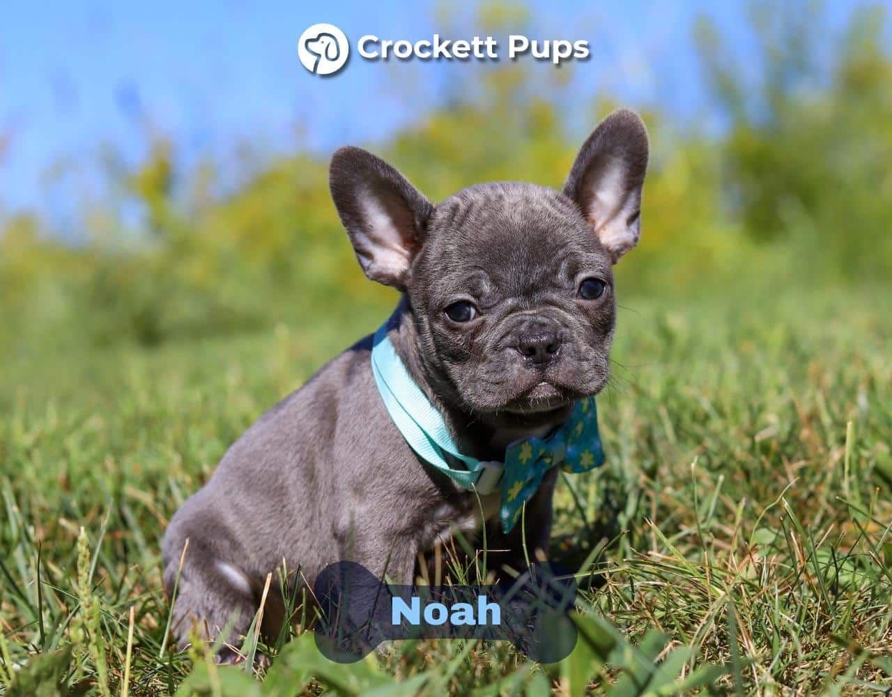 Male Frenchton Pup - Noah
