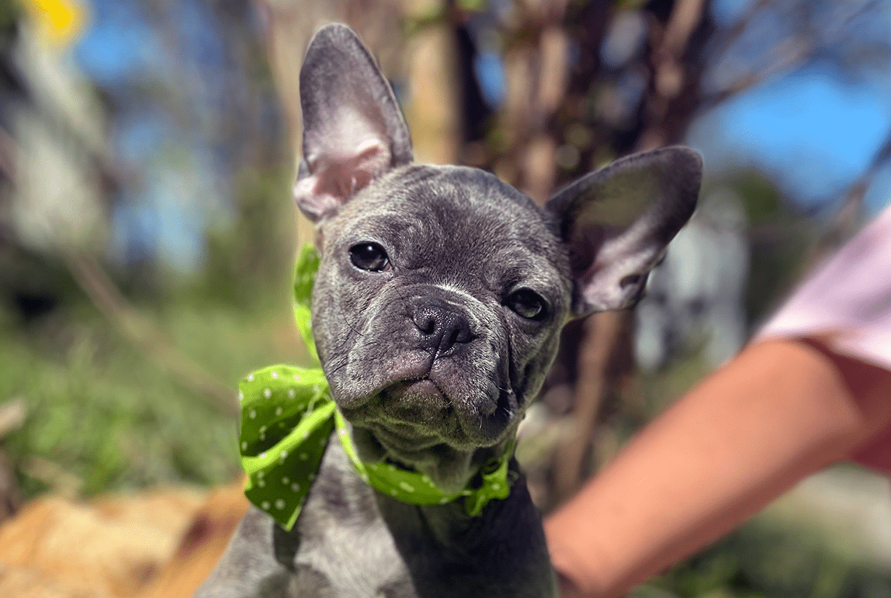Frenchton Susan