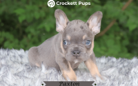 Male Frenchton Pup - Paxton