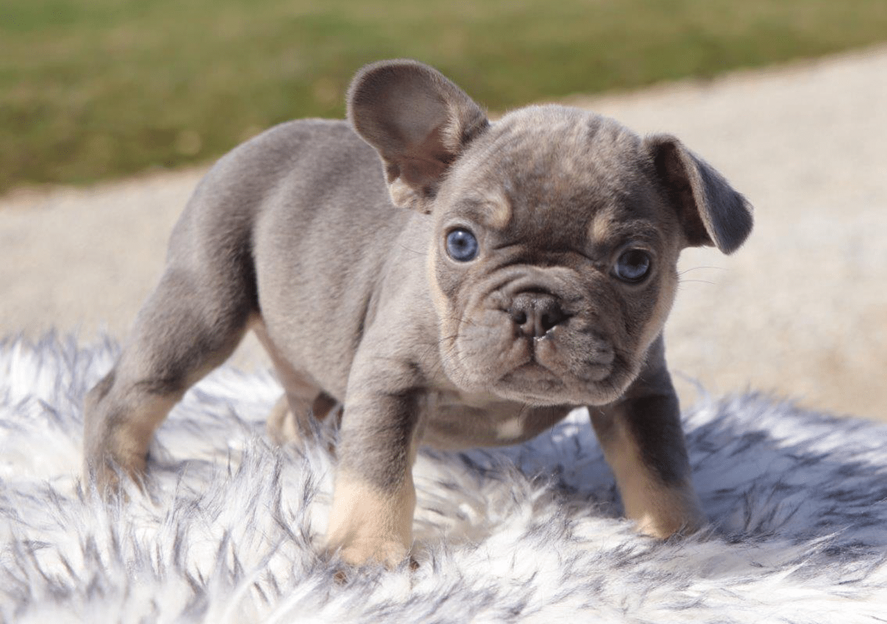 Male Frenchton Pup - Adam