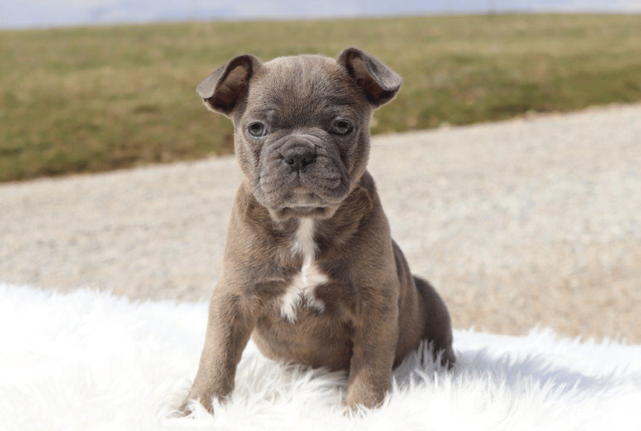 Male Frenchton Pup - Archie