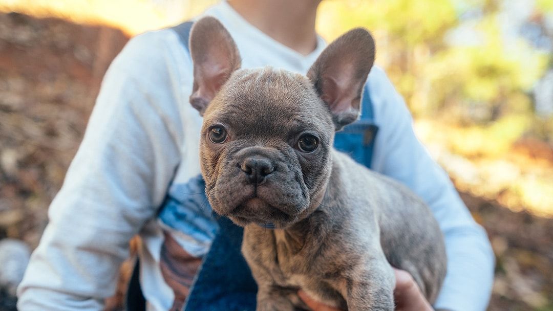 Frenchton Ear Cleaning