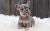 Female Frenchton Pup - Marie