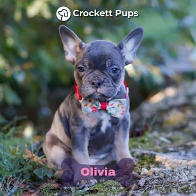 Female Frenchton Pup - Olivia