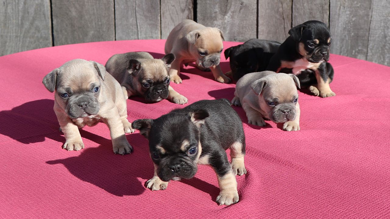 Frenchton Pup Litter