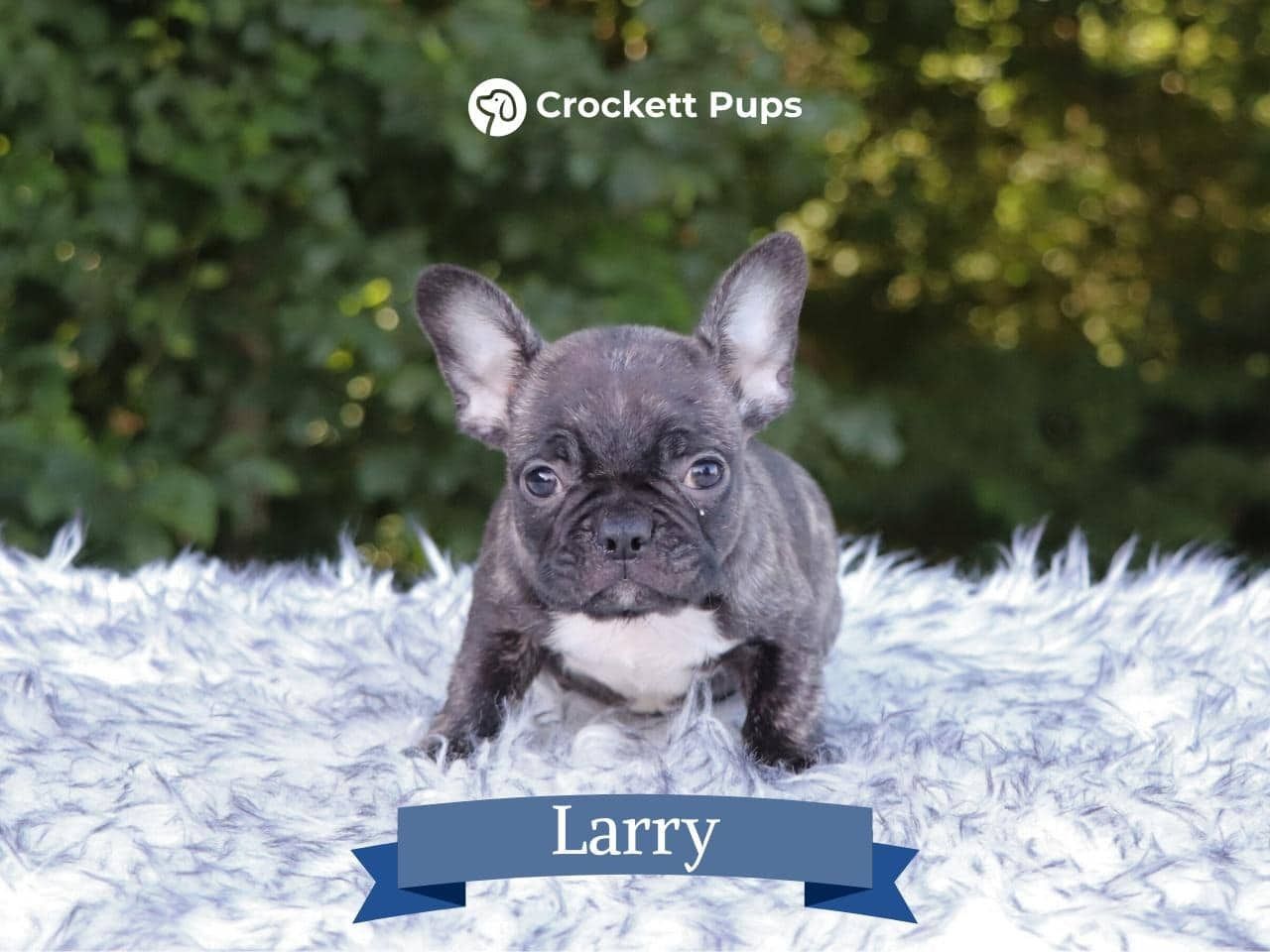 Male Frenchton Pup - Larry
