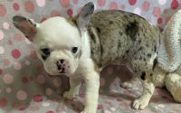 Female Frenchton Pup - Sapphire