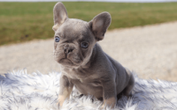 Male Frenchton Pup - Ephraim