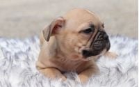 Male Frenchton Pup - Adam