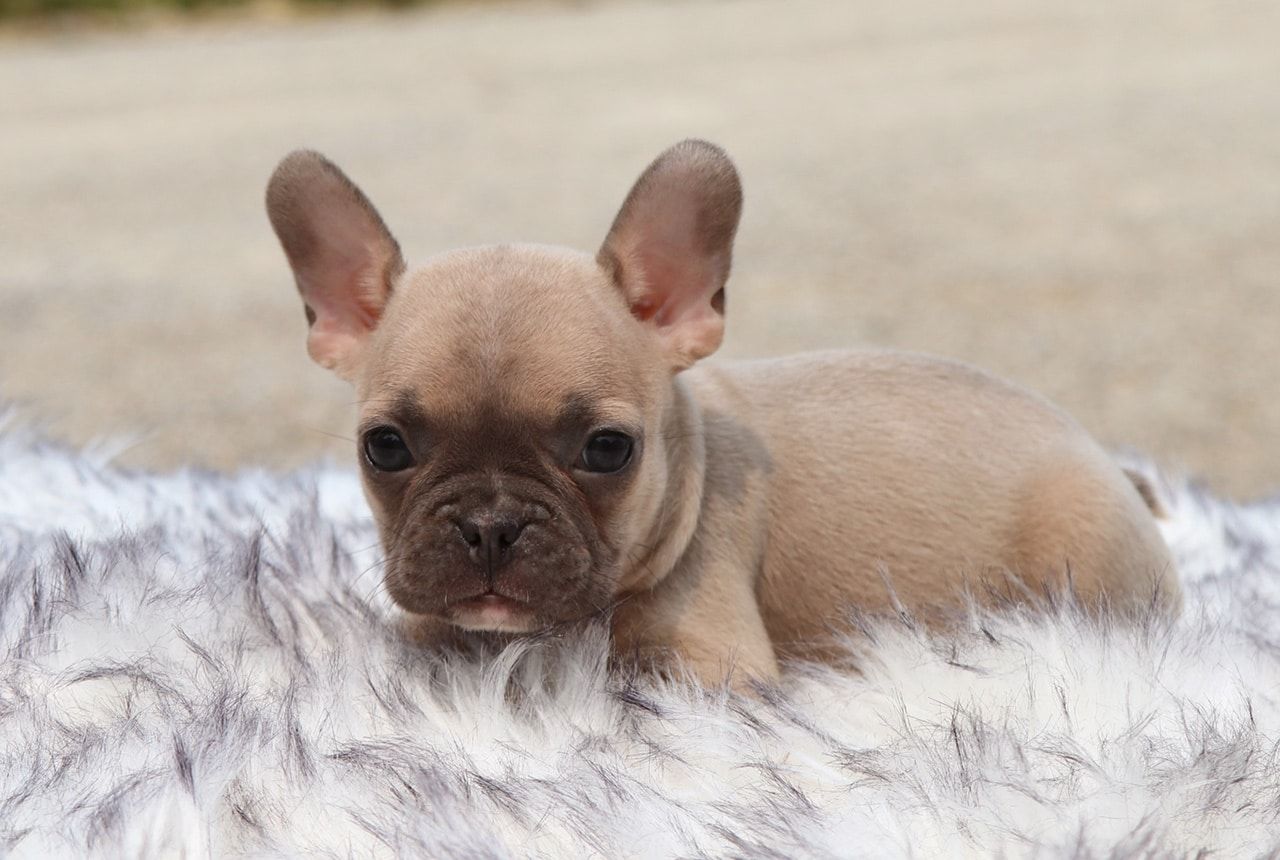 Female Frenchton Pup - Christy