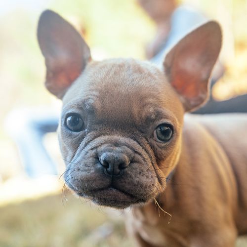 Blue Fawn Frenchton Face