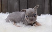 Male Frenchton Pup - Louis