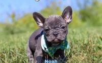 Male Frenchton Pup - Noah