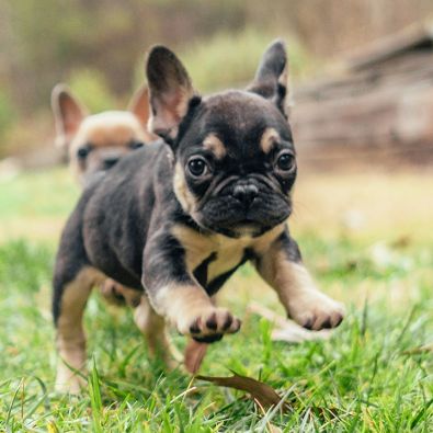 Frenchton Puppy Running Outside