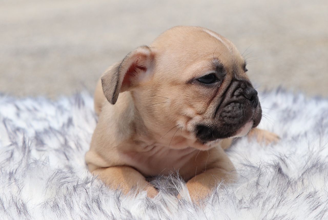 Male Frenchton Pup - Adam