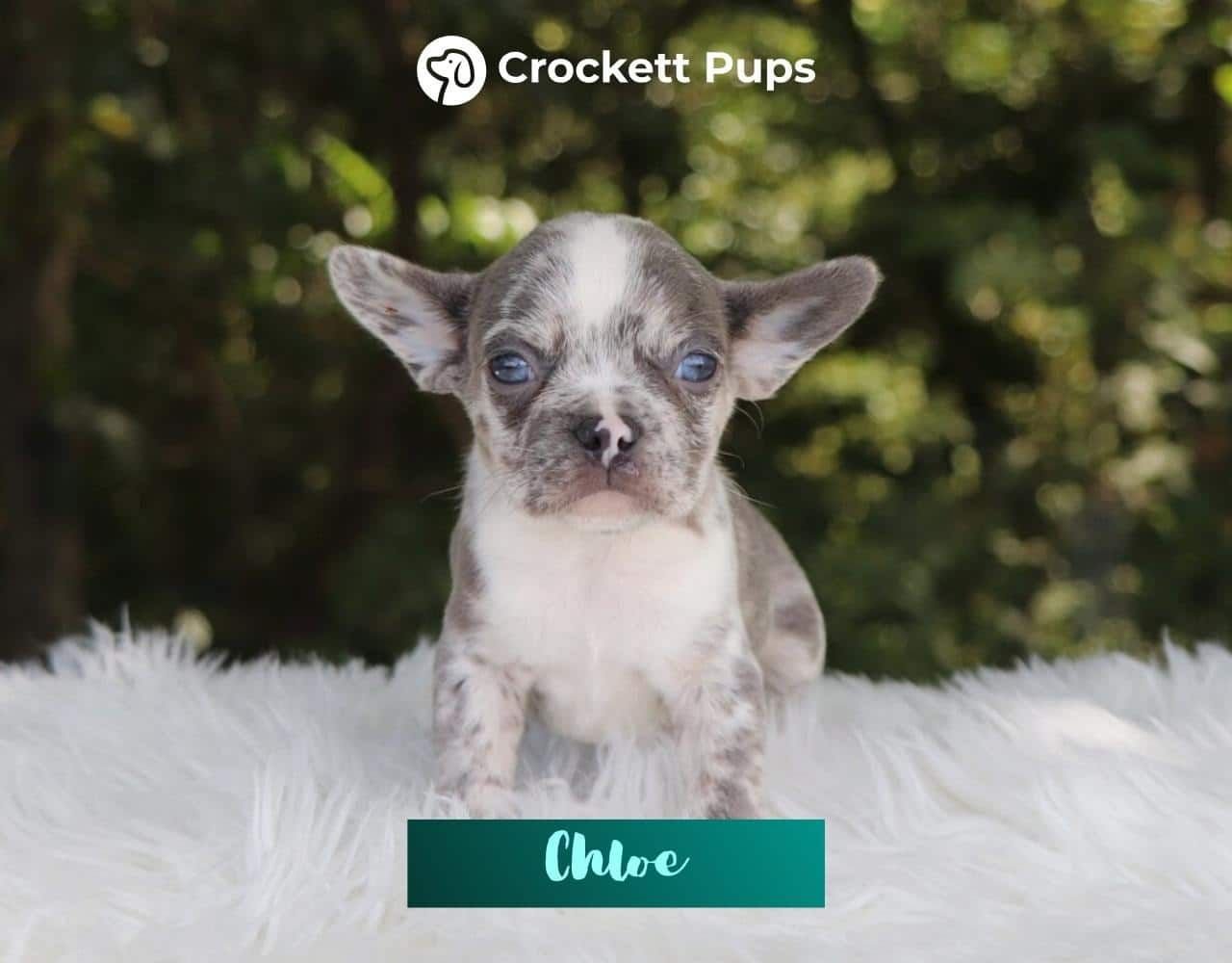 Female Frenchton Pup - Chloe