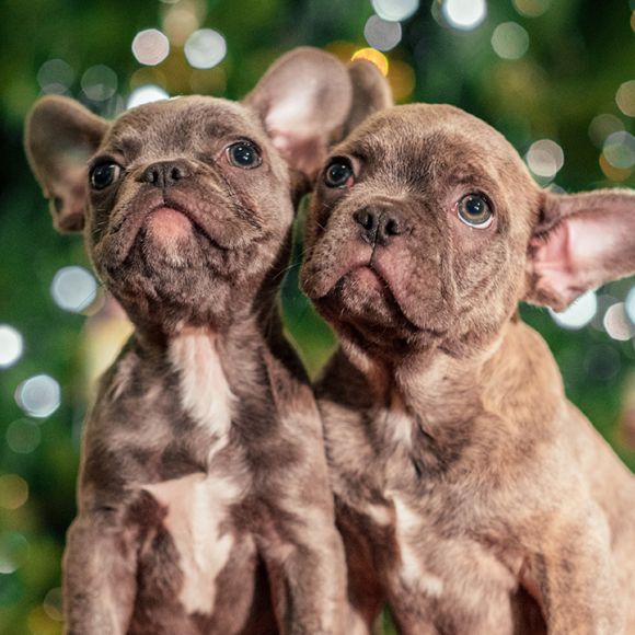 Maple and Acorn - Frenchton Puppies