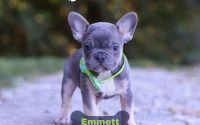 Male Frenchton Pup - Emmett