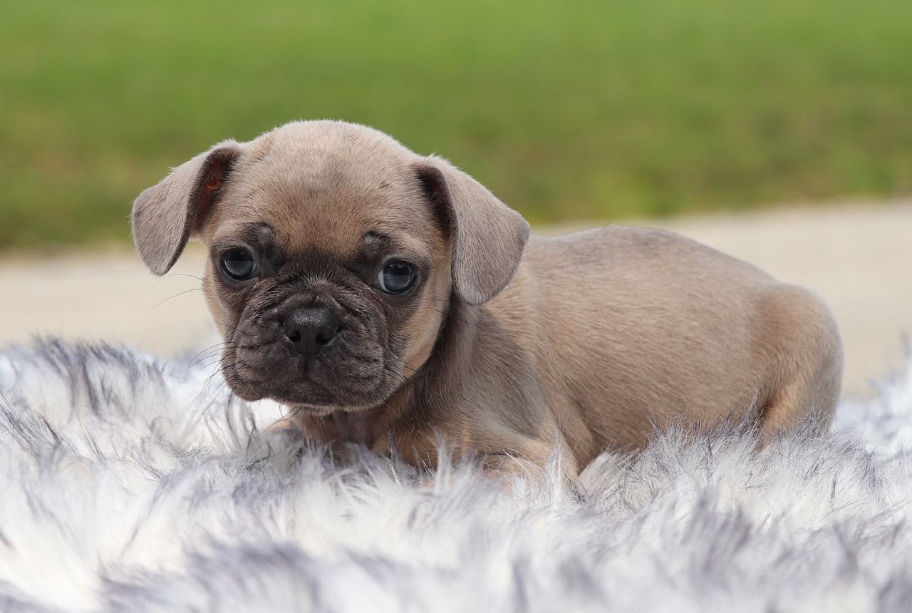 Male Frenchton Pup - Hancock