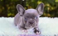 Female Frenchton Pup - Holly