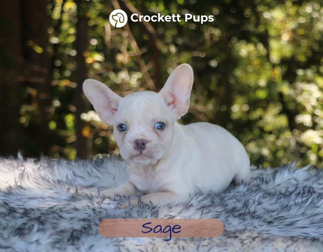 Male Frenchton Pup - Sage