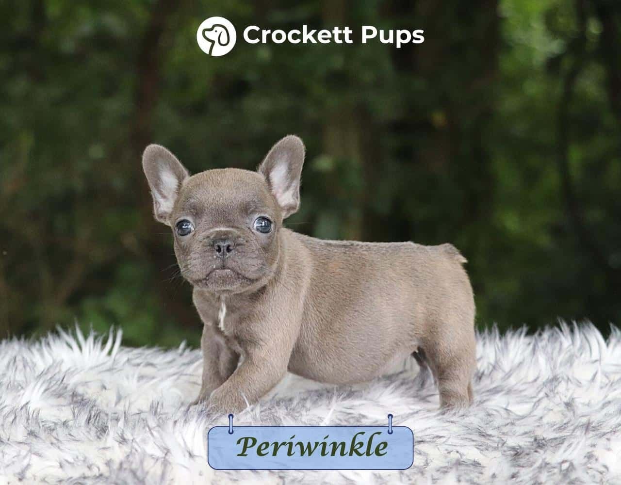 Female Frenchton Pup - Periwinkle