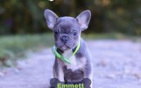 Male Frenchton Pup - Emmett