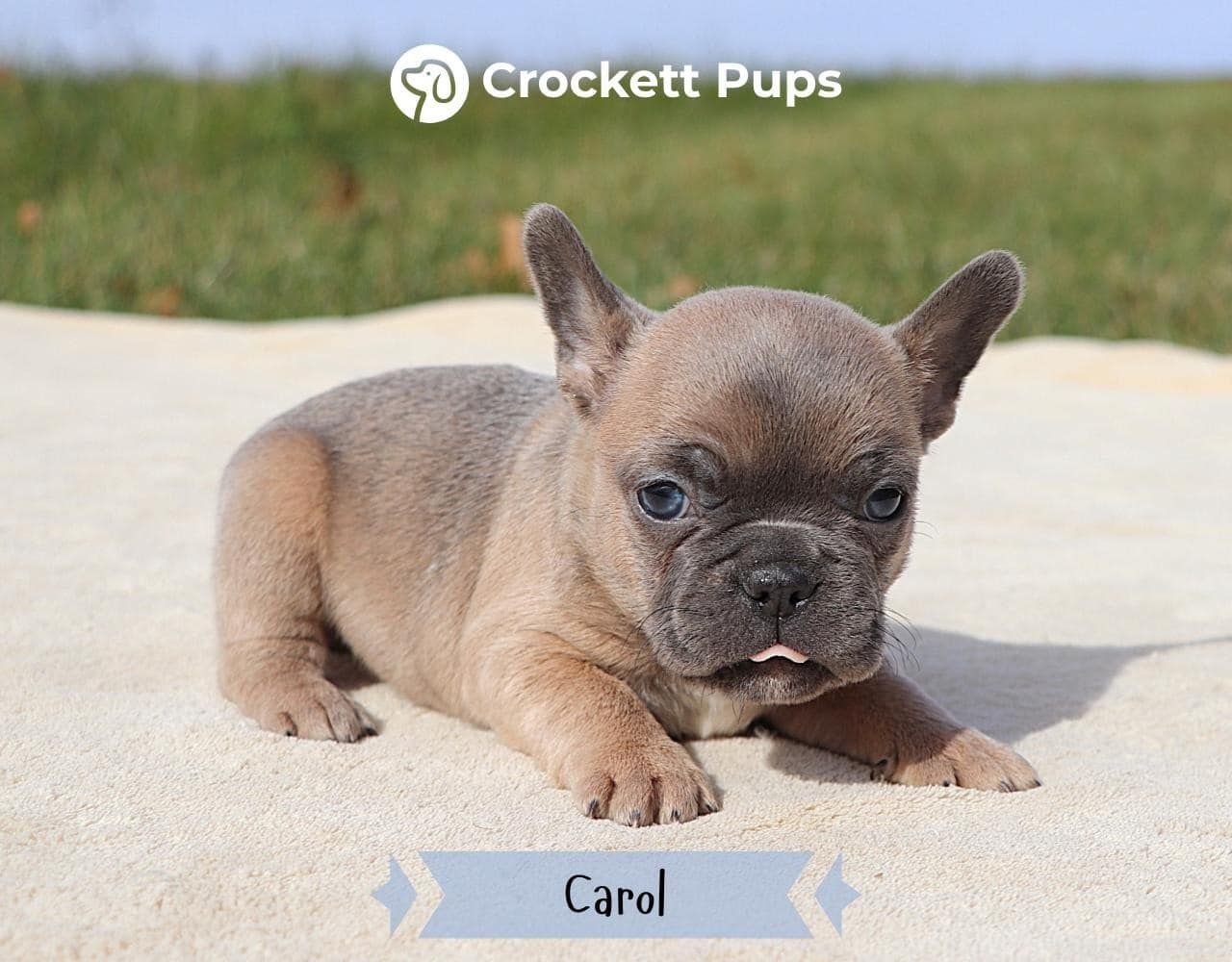 Female Frenchton Pup - Carol