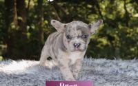 Female Frenchton Pup - Elana