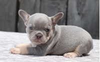 Female Frenchton Pup - Isobel