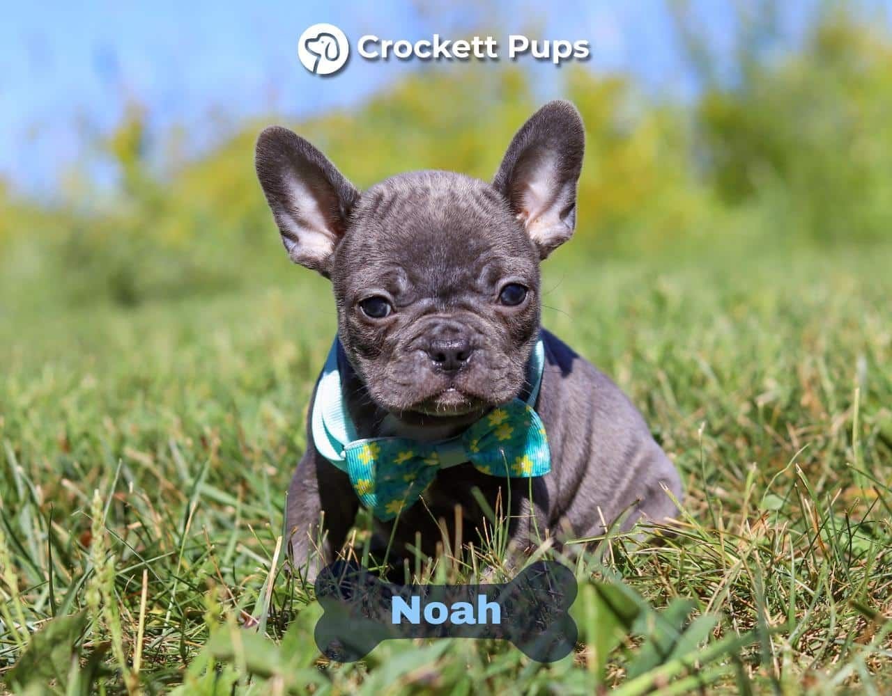 Male Frenchton Pup - Noah