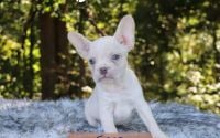 Male Frenchton Pup - Sage