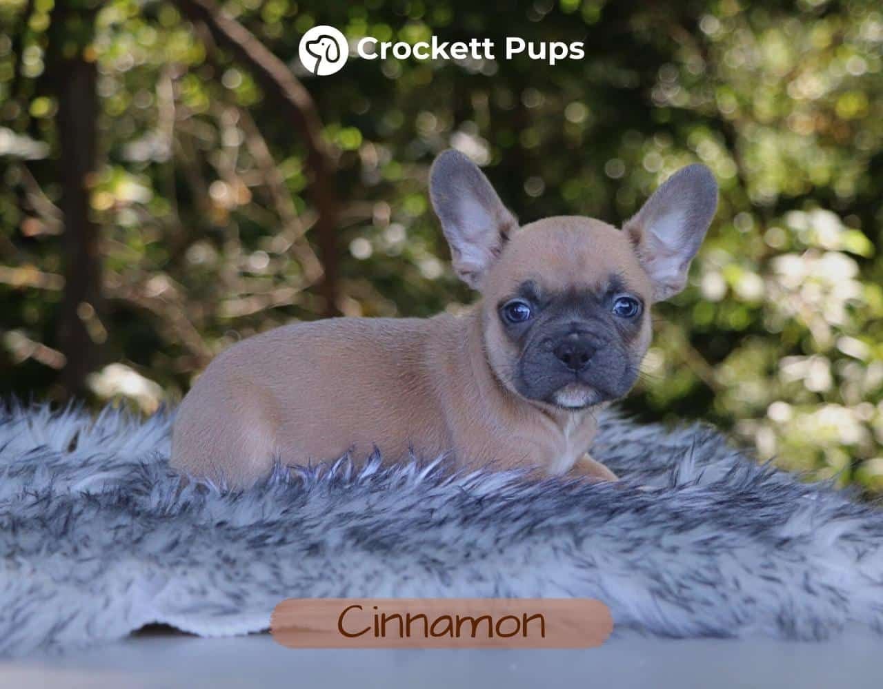 Male Frenchton Pup - Cinnamon