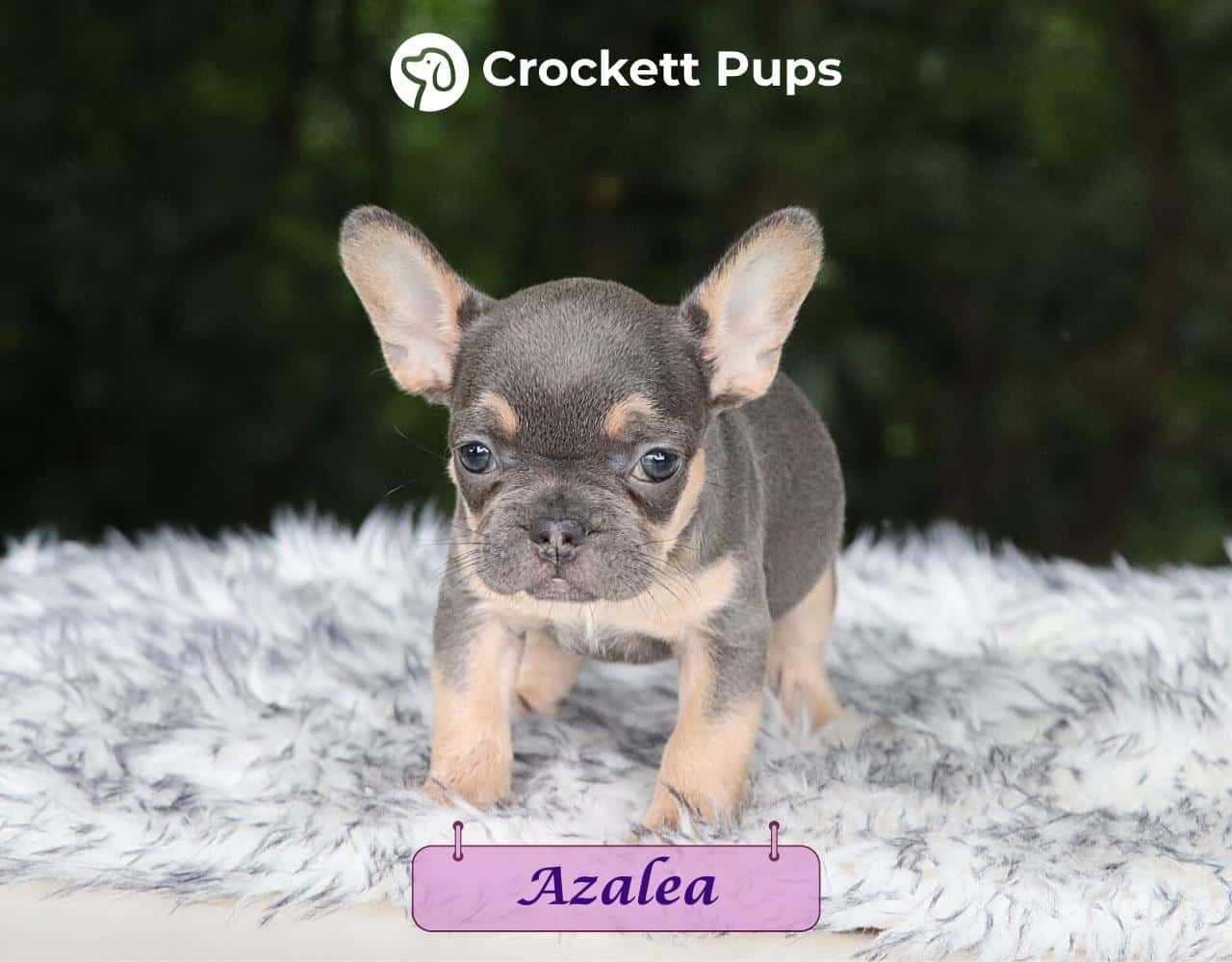 Female Frenchton Pup - Azalea