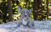 Female Frenchton Pup - Ginger