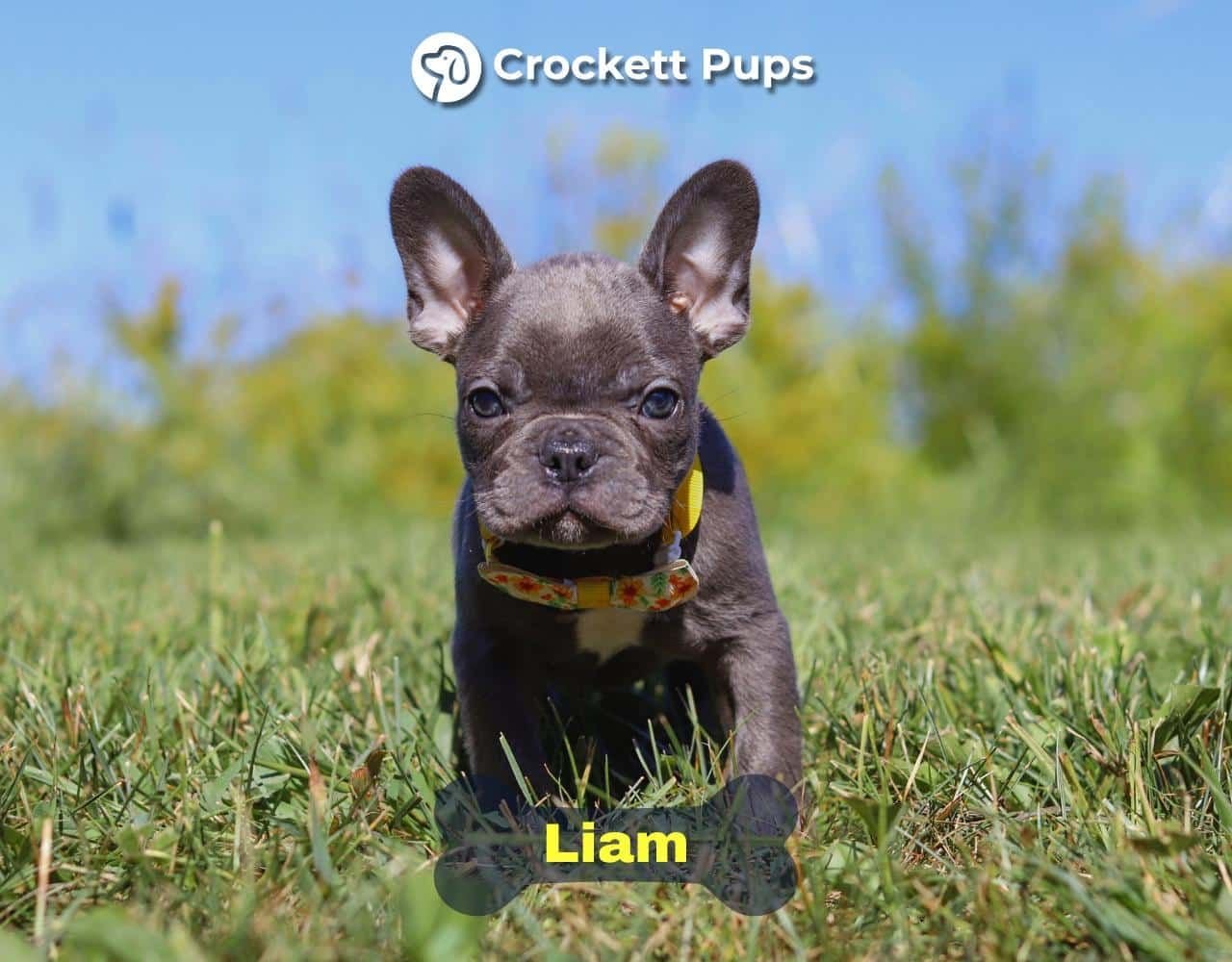 Male Frenchton Pup - Liam