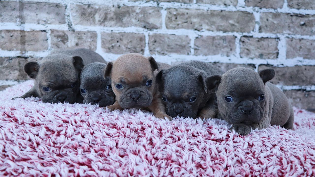 Frenchton Puppies Litter