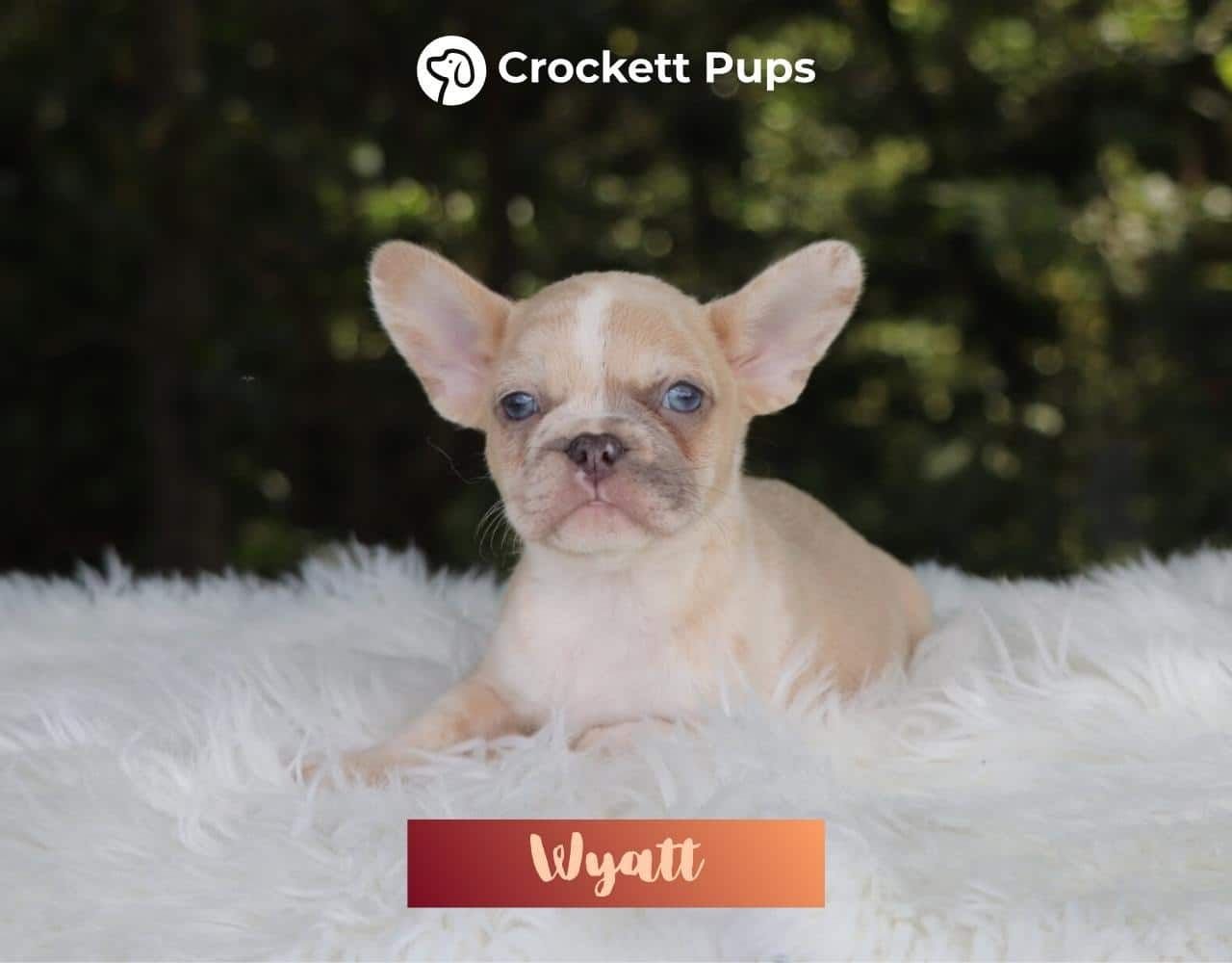 Male Frenchton Pup - Wyatt