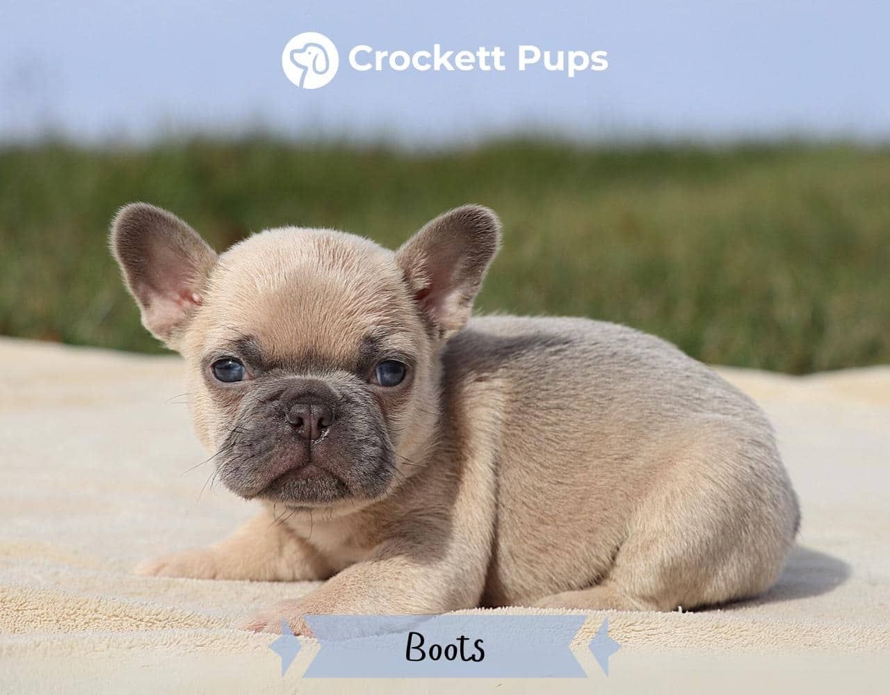 Male Frenchton Pup - Boots