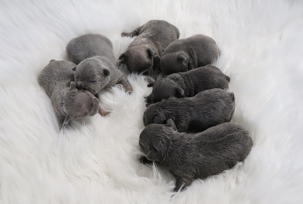 F1b Frenchton Pups born June 10, 2023