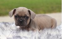 Male Frenchton Pup - Hancock