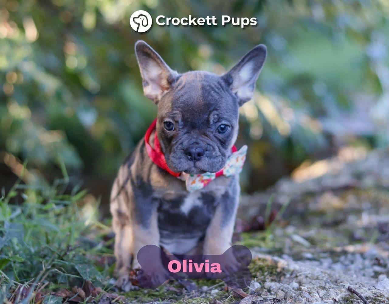 Female Frenchton Pup - Olivia