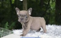 Female Frenchton Pup - Periwinkle