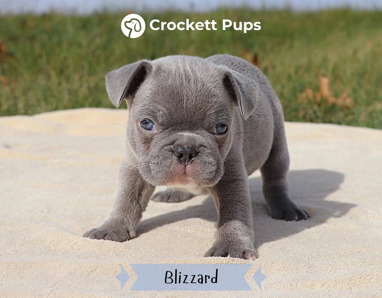 Male Frenchton Pup - Blizzard