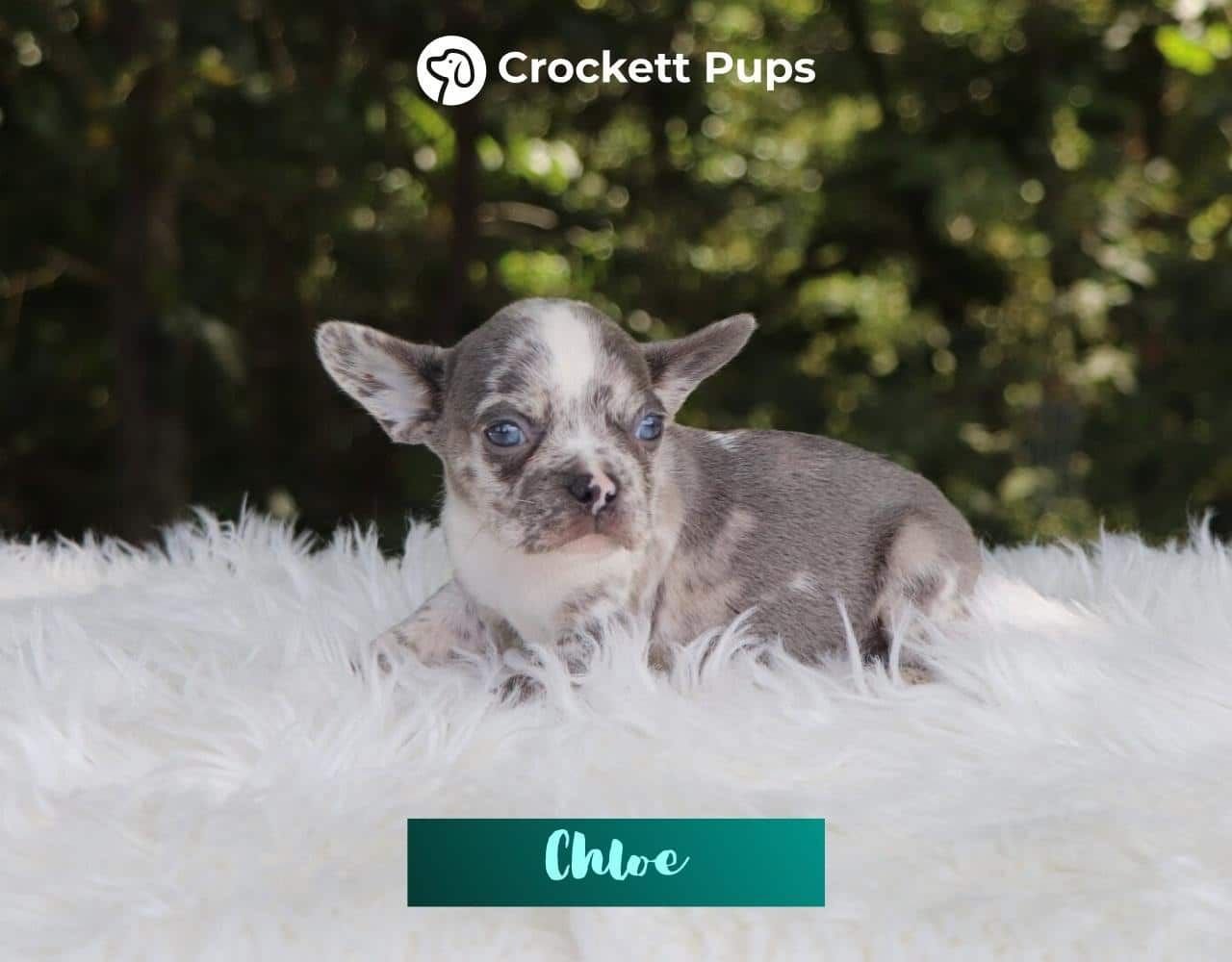 Female Frenchton Pup - Chloe