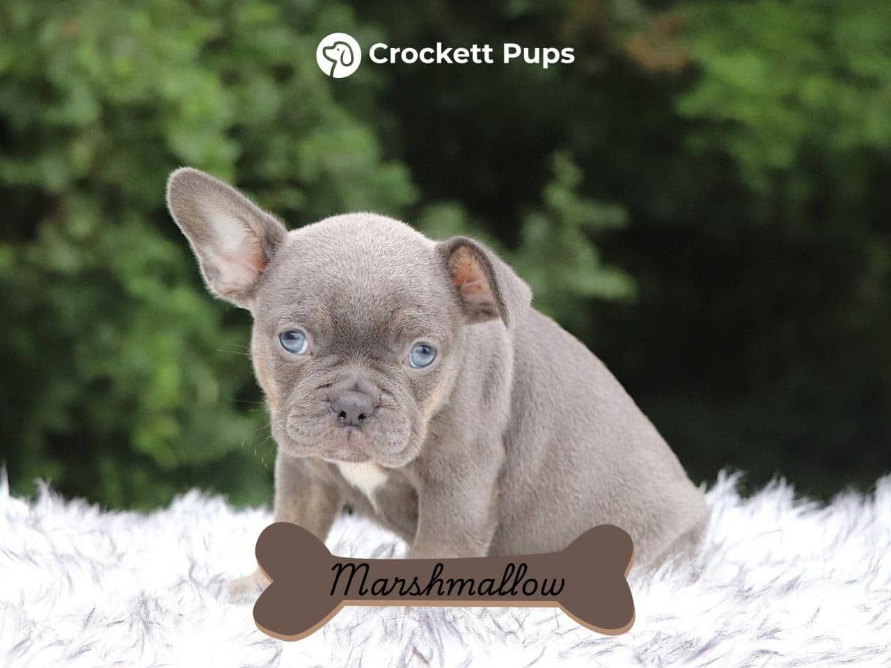 Male Frenchton Pup - Marshmallow